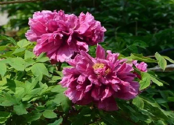 植物常识问题|家里门口适合种植什么花（自家门口什么花期长容易种）