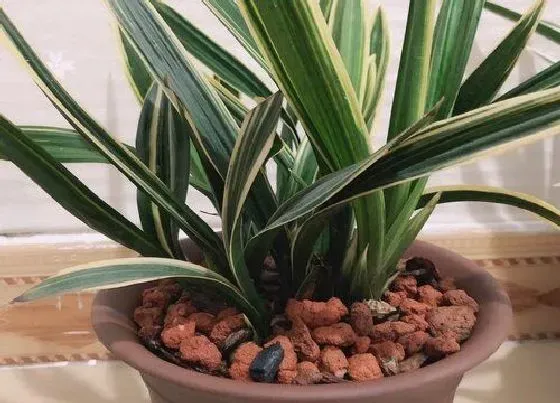 植物常识问题|兰花不开花是什么原因所造成的