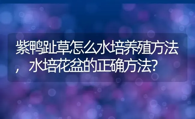 紫鸭趾草怎么水培养殖方法,水培花盆的正确方法？ | 养殖常见问题