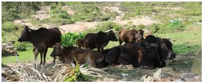 什么品种的牛最大 | 科普知识