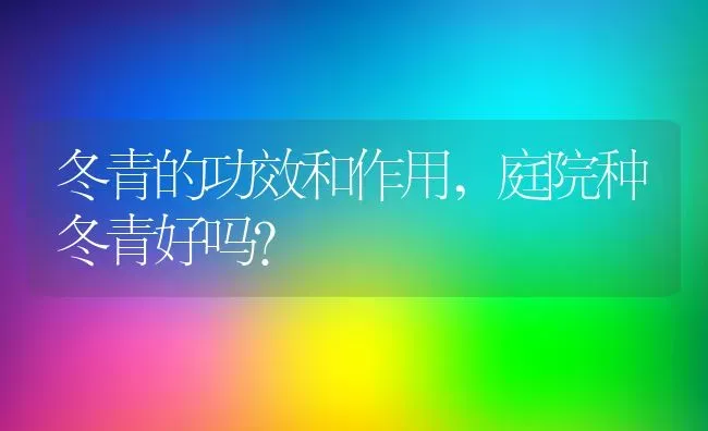 冬青的功效和作用,庭院种冬青好吗？ | 养殖常见问题