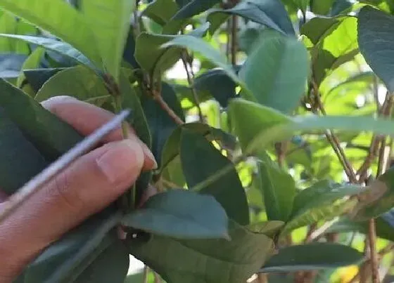 植物常识问题|桂花树不长新叶新芽的原因及养护