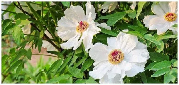 白芍封闭除草剂什么时候打 | 科普知识