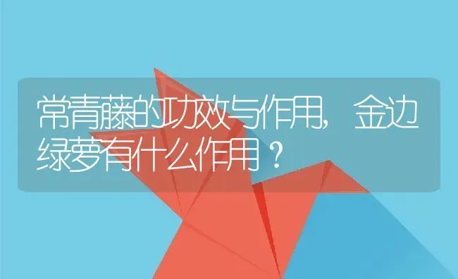 常青藤的功效与作用,金边绿萝有什么作用？ | 养殖常见问题