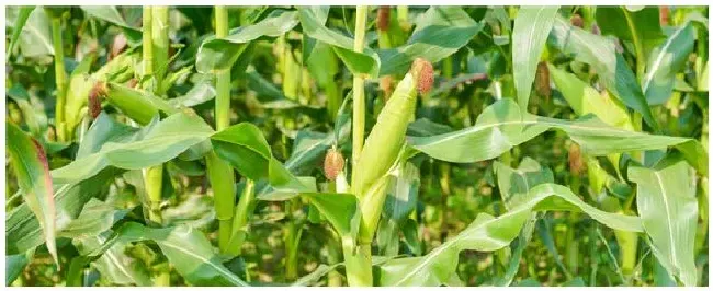 玉米开花授粉到成熟要多久 | 三农答疑