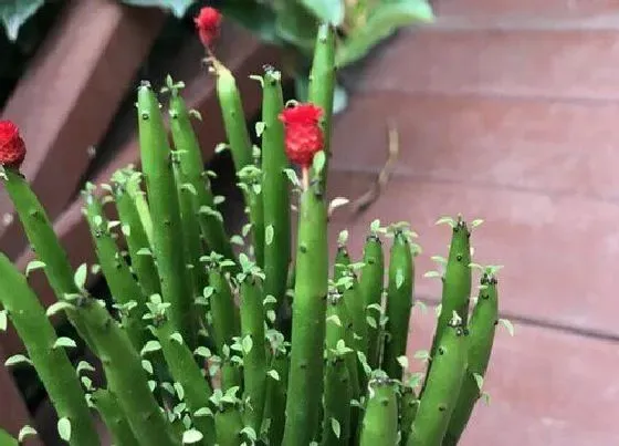 植物常识问题|珊瑚棒如何扦插一个小芽都能活