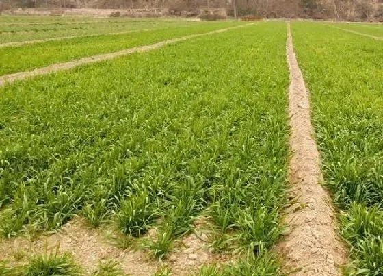 植物常识问题|小麦越冬水什么时候浇最好（冬小麦冬前浇水有什么好处）