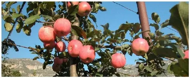 矮砧密植田间管理优势矮砧密植苹果种植的自然条件 | 农业常识