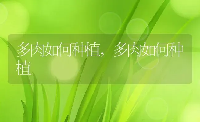 牡丹怎样种植,牡丹种植技术要点及方法技巧？ | 养殖常见问题