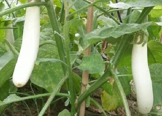 植物常识问题|盆栽茄子养护都有哪些注意事项