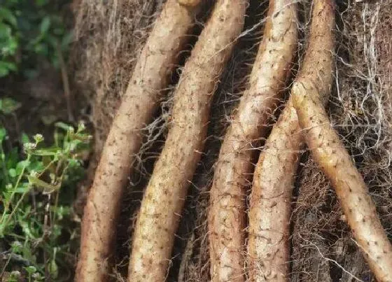 植物常识问题|山药一端发霉了但里面是好的能吃吗（断口发霉中间好不能要）