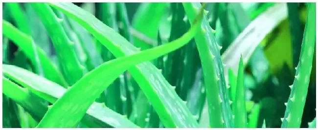 芦荟种植前景如何 | 农业答疑