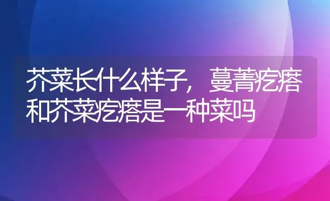 芥菜长什么样子,蔓菁疙瘩和芥菜疙瘩是一种菜吗 | 养殖常见问题