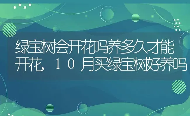 绿宝树会开花吗养多久才能开花,10月买绿宝树好养吗 | 养殖常见问题