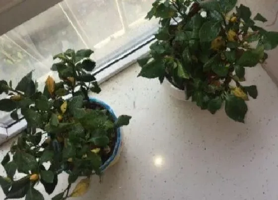 植物常识问题|栀子花新芽发黄发卷的处理