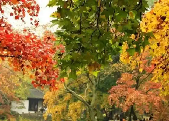 植物常识问题|枫树的寓意和象征意义是什么 门前种枫树影响风水吗