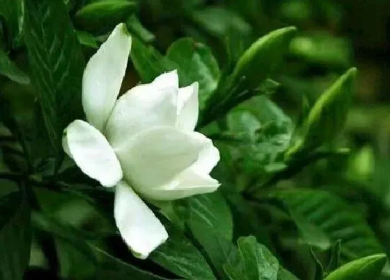 植物常识问题|栀子花如何养护四季开花不断