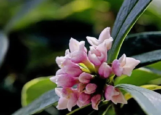 植物常识问题|瑞香掉叶都是什么原因造成的