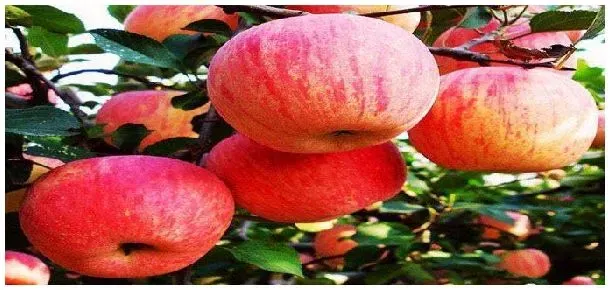 牛奶苹果是什么品种 | 农业问题