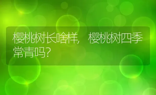 樱桃树长啥样,樱桃树四季常青吗？ | 养殖常见问题