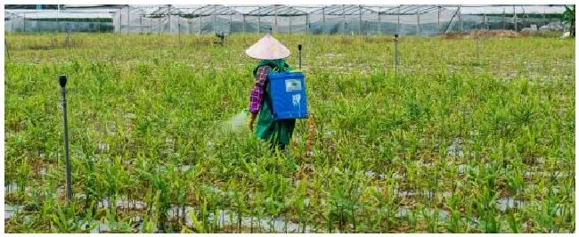 玉米地除草剂打完后多久不能下雨 | 农业问题