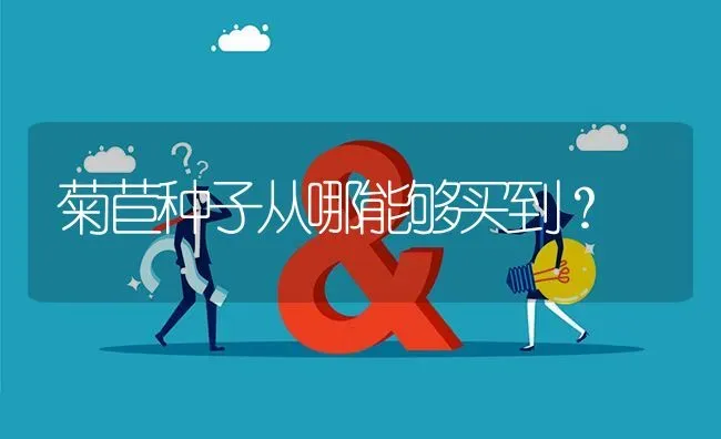 菊苣种子从哪能够买到? | 养殖问题解答