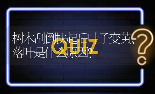 树木刮倒扶起后叶子变黄、落叶是什么原因? | 养殖问题解答