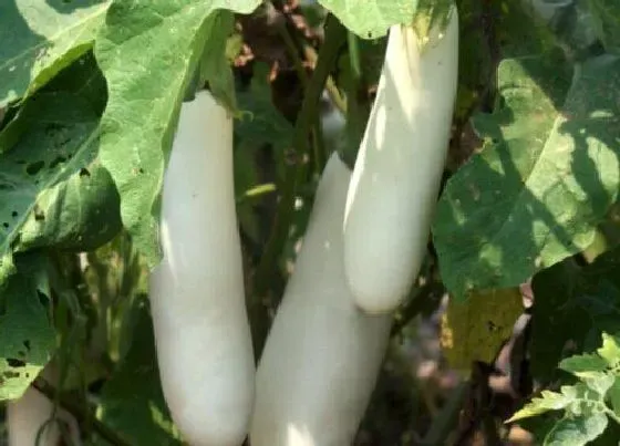 植物常识问题|盆栽茄子养护都有哪些注意事项