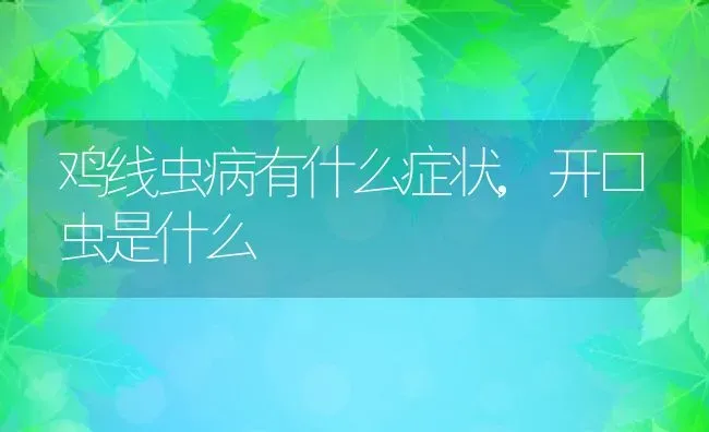 鸡线虫病有什么症状,开口虫是什么 | 养殖常见问题