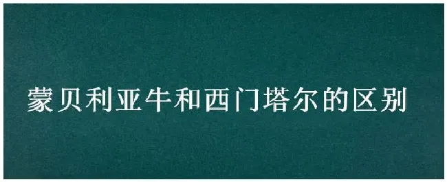 蒙贝利亚牛和西门塔尔的区别 | 农业答疑