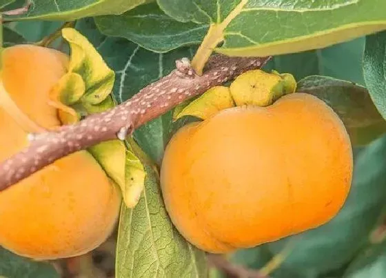 植物常识问题|山柿子和什么不能同吃 山柿子和什么食物同食是相克的