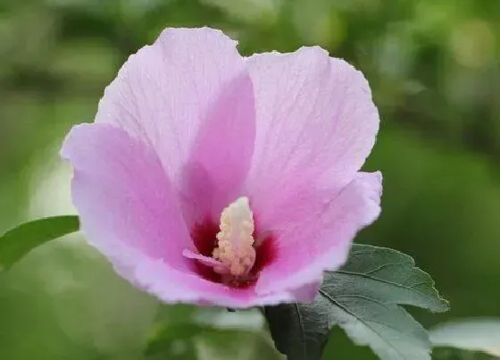 植物常识问题|木槿花适合室内养吗