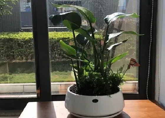 植物常识问题|怎样来正确的栽植鹤望兰呢