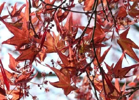 植物常识问题|红枫叶养在家里好不好