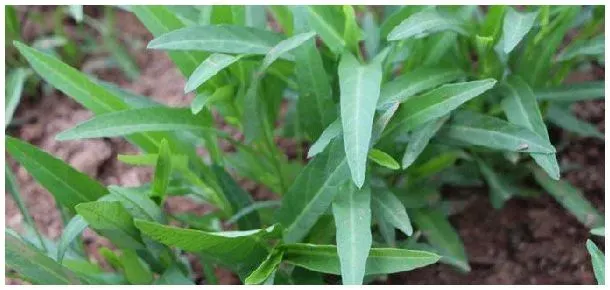 空心菜对光照的要求 | 农业答疑