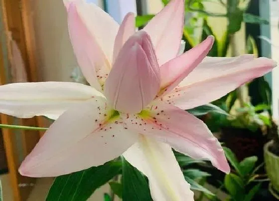植物常识问题|百合品种
