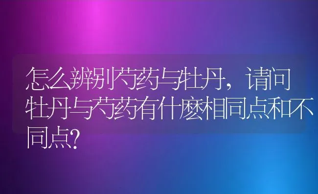 怎么辨别芍药与牡丹,请问牡丹与芍药有什麽相同点和不同点？ | 养殖常见问题