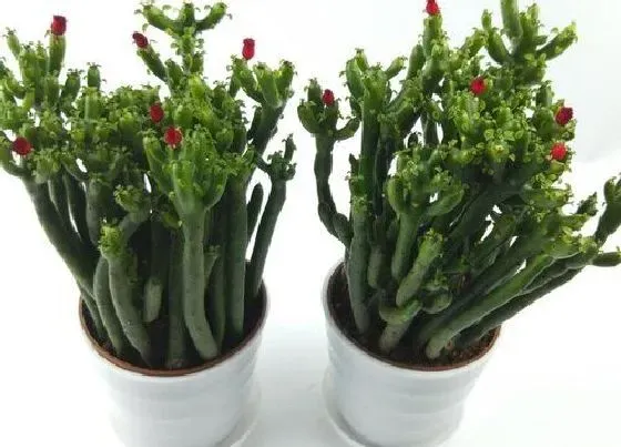 植物常识问题|珊瑚棒如何扦插一个小芽都能活