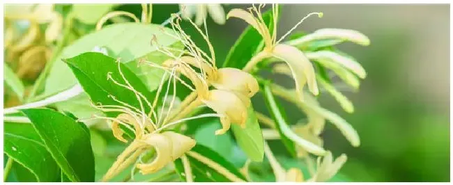 中药材种植项目 | 农业问题