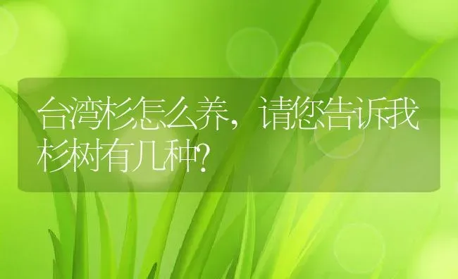 台湾杉怎么养,请您告诉我杉树有几种？ | 养殖常见问题