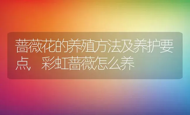 蔷薇花的养殖方法及养护要点,彩虹蔷薇怎么养 | 养殖常见问题