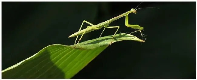 螳螂是害虫还是益虫 | 科普知识