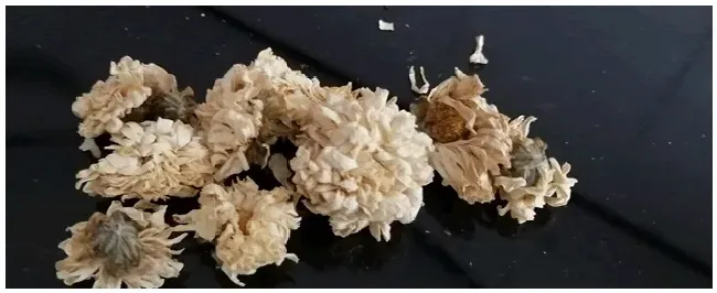 菊花什么时候扦插最好 | 农业答疑