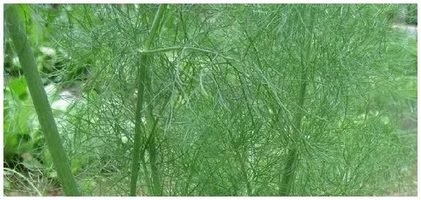茴香和香菜的区别 | 农业常识