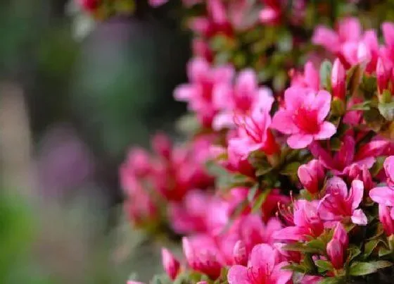 植物常识问题|杜鹃花黄叶的原因以及解决办法