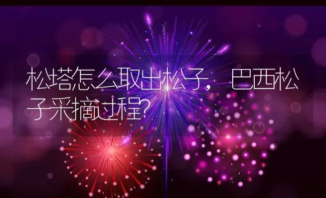松塔怎么取出松子,巴西松子采摘过程？ | 养殖常见问题
