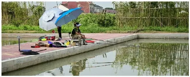 鱼塘钓鱼用什么鱼竿 | 三农答疑