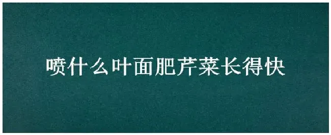 喷什么叶面肥芹菜长得快 | 农业答疑