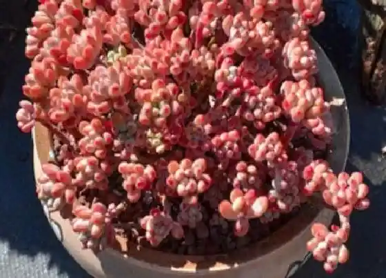 植物常识问题|怎样才能把多肉植物一盆变多盆呢