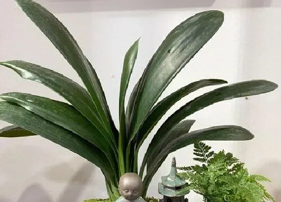 植物常识问题|冬天如何给君子兰浇水生长旺盛